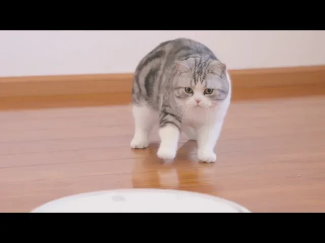 家里来了个会跑的东西,猫咪吓到原地起飞,主人笑的脸抽筋